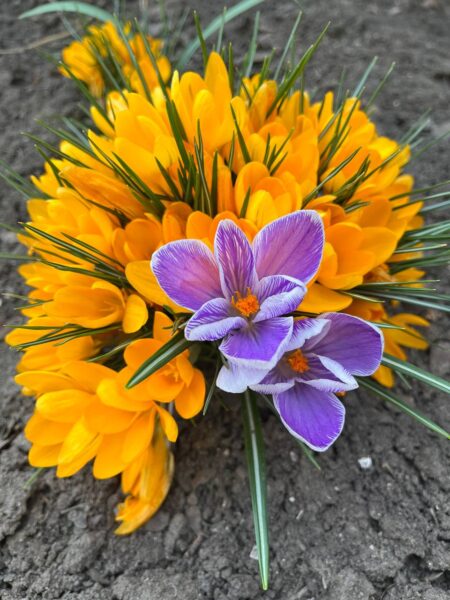 Весенний набор обучения