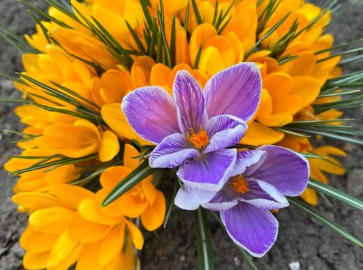 Весенний набор обучения