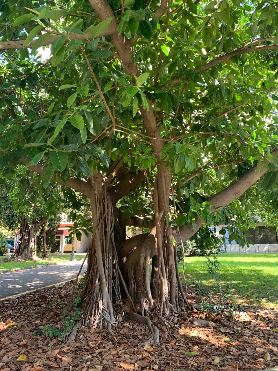 Чтение Дворца Жизни по Ци Мень: Ворота Ранения и Звезда Небесное Столкновение