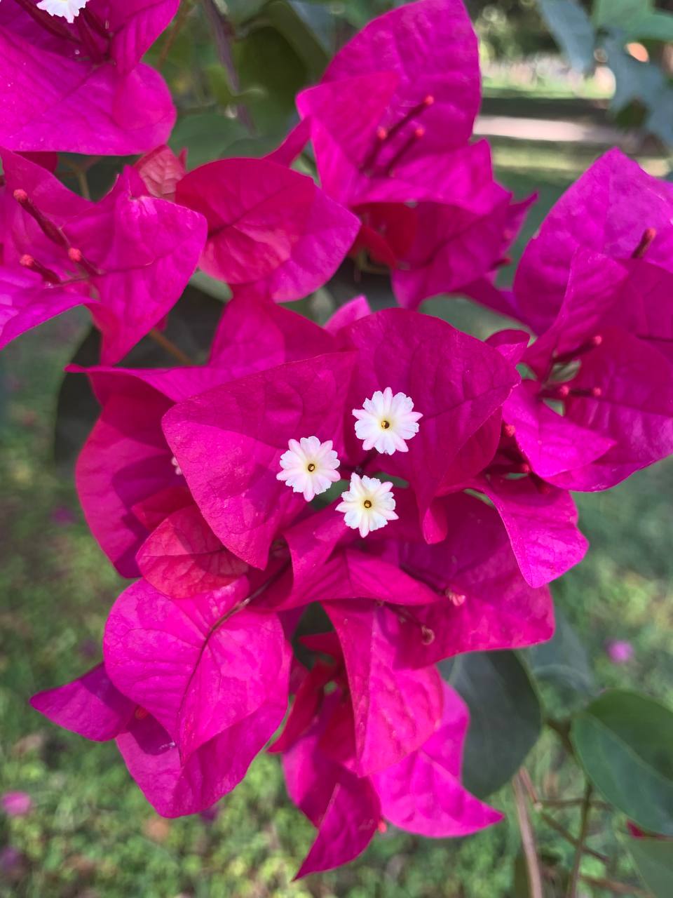 Чтение Дворца Жизни по Ци Мень: Ворота Тайник и Звезда Небесная Помощь